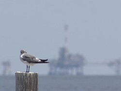 Dauphin Island Off Shore Oil Rig News Clip