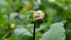 flower bud Stock Footage