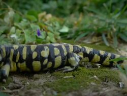 Tiger Salamander walking Stock Footage