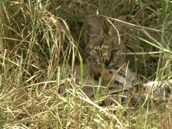 MS Shot of serval lying and resting in tall grass / Okavango Delta, North-West District, Botswana Stock Footage