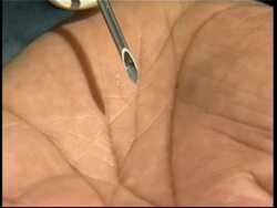 Authorities microchop alpacas to protect national herd News Clip