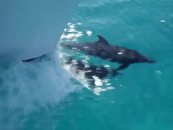 MS TS DS Two spotted dolphin swimming surface in ocean / At sea, At sea, Bahamas Stock Footage
