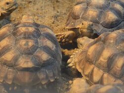 turtle is sob Stock Footage