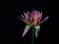 Pink waterlily. Stock Footage