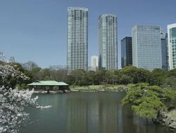Cherry Blossom in Hamarikyu Park Stock Footage