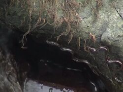 European eel elvers (Anguilla anguilla) migrating upstream, River Teifi, Wales Stock Footage