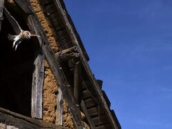 Barn Owl Tyto alba taking off from barn, Slow motion, Normandy, France Stock Footage