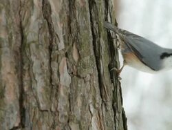 CU Shot of Nuthatch on trunk of pine eating seeds / Moscow, Russia Stock Footage