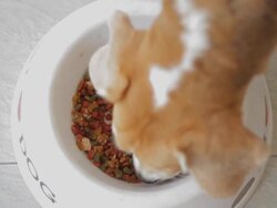 Delicious lunch time to eat Stock Footage