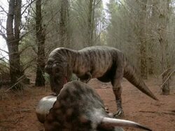 Medium static - A Tyrannosaurus rex feeds on a Triceratops in a computer-generated animation. / Denver, Colorado, USA Stock Footage