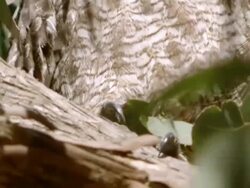 CU TU TD Shot of Spotted eagle-owl perched in tree observing surroundings / Namaqualand, Northern Cape, South Africa Stock Footage