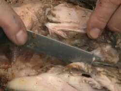 suckling Stock Footage