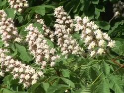 HD: White blossoms Stock Footage