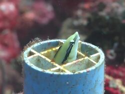 False Cleanerfish (Aspidontus taeniatus) swims out of plastic pipe home, other reef fishes around, Monad Shoa, Malapascua, The Philippines Stock Footage
