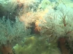 'Medium Close Up hand-held-Pretty soft corals and kelp thrive on the ocean floor. / Alaska, USA' Stock Footage
