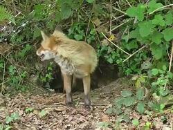 WS View of Red Fox,vulpes, Mother and Cub standing at Den Entrance / Vieux, Pont, Normandy France Stock Footage
