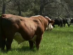 Rancher moving cattle. Stock Footage