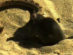 Medium Shot High Angle Slow Motion - Snake struggles to kill a mouse / Costa Rica Stock Footage