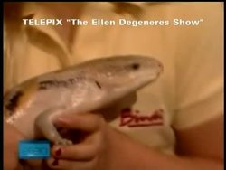 Bindi Irwin, the 8-year-old daughter of the late "Crocodile Hunter" Steve Irwin, says she's excited to follow in her father's footsteps of working with animals. News Clip