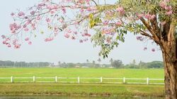 Green field with pink trumpet tree Stock Footage