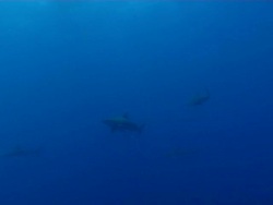 WS TS Shot of School of bull or Zambezi sharks swimming and circling in open water with several remora / Matola, Maputo, Mozambique Stock Footage