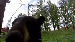 A bear pokes its nose through a wire fence. Stock Footage