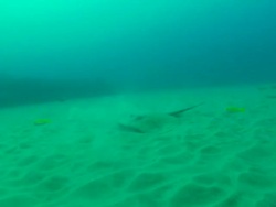 WS POV Shot of Stingray swimming over sea floor disturbing sand / Matola, Maputo, Mozambique Stock Footage