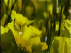 Pan across Yellow Goldpoppies filling frame, Sonoran desert, USA Stock Footage