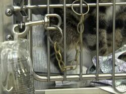 Kittens at an RSPCA Animal Shelter News Clip
