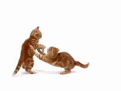 Red domestic kittens playing against white background, Slow motion Stock Footage