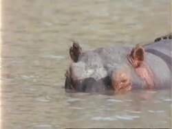 Hippopotamus, CU head in water, facing camera, dips face into water, pulls out Stock Footage