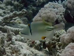 Arabian picasso triggerfish (Rhinecanthus assassi) fanning and guarding its transparent egg mass. Filmed in Abu Nuhas, Red Sea Stock Footage