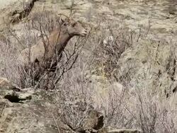 MS Shot of ewe eating bush on hillside / Golden, Colorado, United States Stock Footage