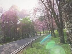 Spring Pink Cherry Blossoms Stock Footage