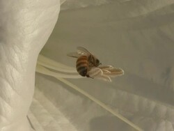 Honeybee gathering pollen on the anthers of a datura flower Stock Footage