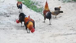 HD : Cocks Eating Food Stock Footage