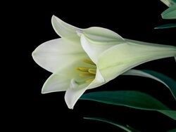 Easter Lily Bloom Time Lapse Stock Footage