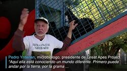 CLEAN : La nueva vida de la chimpance Cecilia News Clip