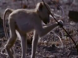 MS small baboon sitting on ground, Tanzania Stock Footage