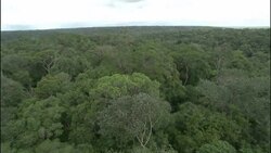 Dense trees form the canopy of the Amazon rain forest in Brazil. Stock Footage