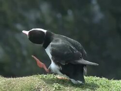 Atlantic Puffin (Fratercula arctica) preening its feathers at The Wick, Skomer Stock Footage