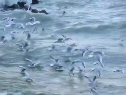 seagulls flying against strong wind on the lake geneva Stock Footage