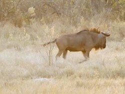 MS Shot of wildesbeest walking in field as another one follows / ghanzi district, ghanzi district, botswana Stock Footage