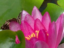 butterfly with torn wings Stock Footage