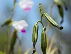 CU Fruit of bamboo orchid flower shaking by wind / Volcano, Big Island,Hawaii, United States Stock Footage