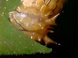 Caterpillar (Lepidoptera), yellow caterpillar eating leaf, close up. Stock Footage