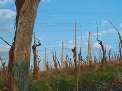 HD Motion Time-Lapse: Cloudscape Over Vineyard Stock Footage