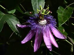 Bee Feeding on  Passionflower Stock Footage