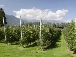 MS POV Shot of apple orchard in Vilpiano / Merano, Trentino, South Tyrol, Italy Stock Footage