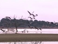 Common Cranes (Grus grus) leaving their roost on Lake Cubillar, Caceres Province in Extremadura, Spain Stock Footage